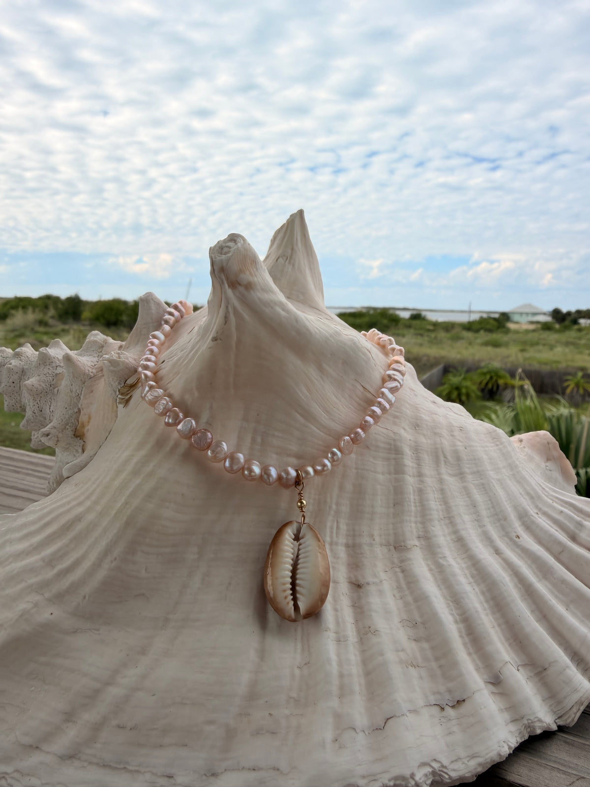 Blushing cowrie