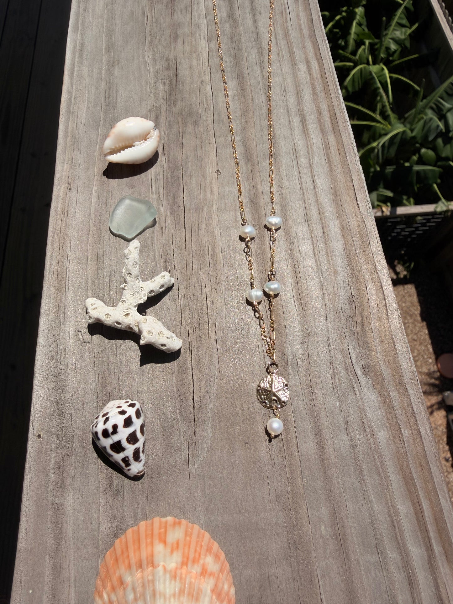 Pearly sand dollar